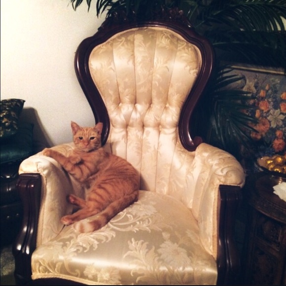 🎀 Winston The Posh Cat 🐱 🎀 - Picture 1 of 4